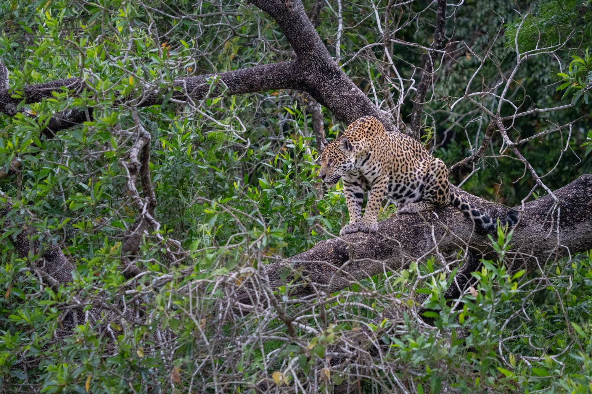 Jaguar cub in a tree in the Pantanal