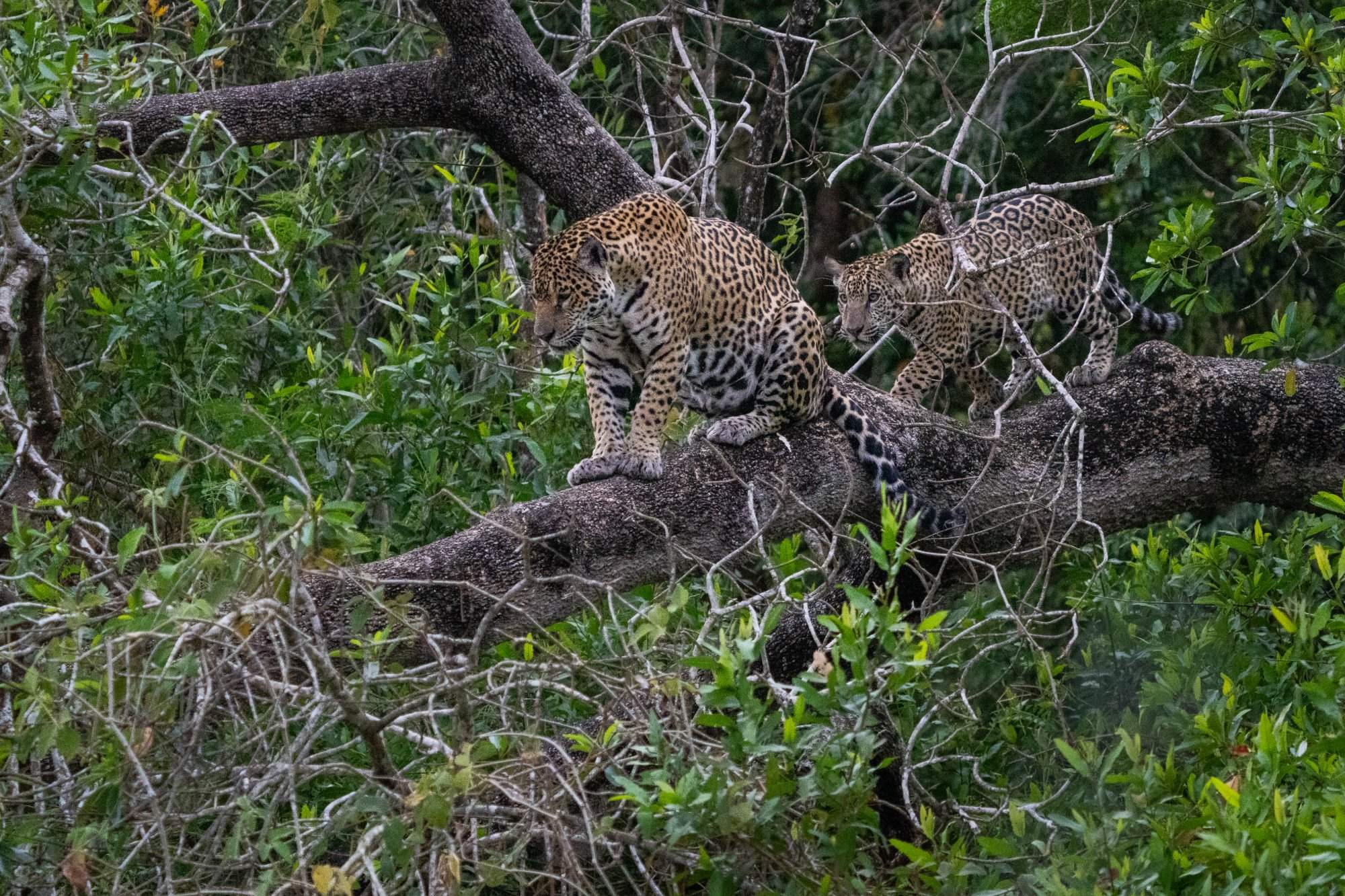 Jaguar cub in a tree in the Pantanal