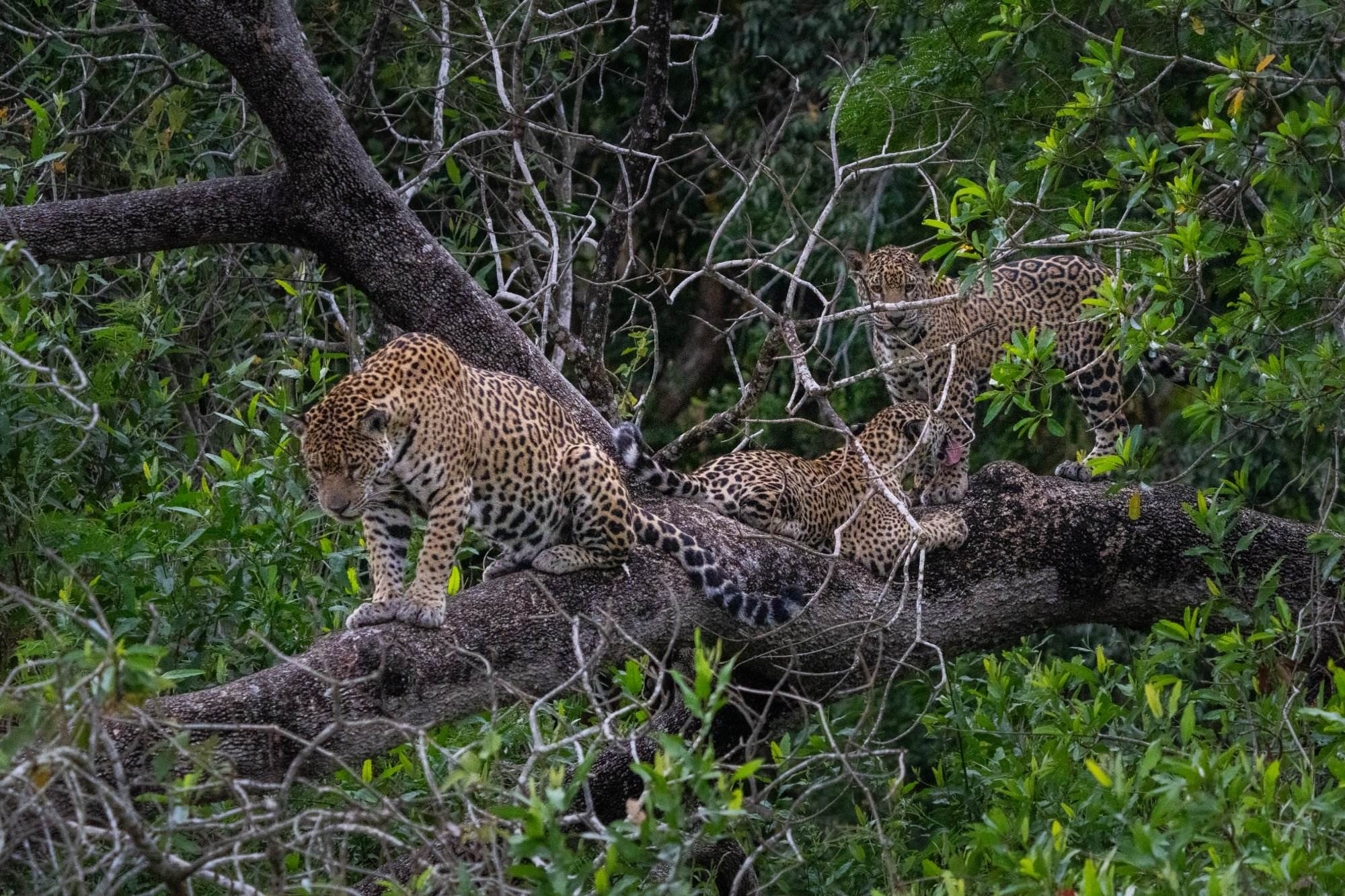 Jaguar and cubs in a tree in the Pantanal