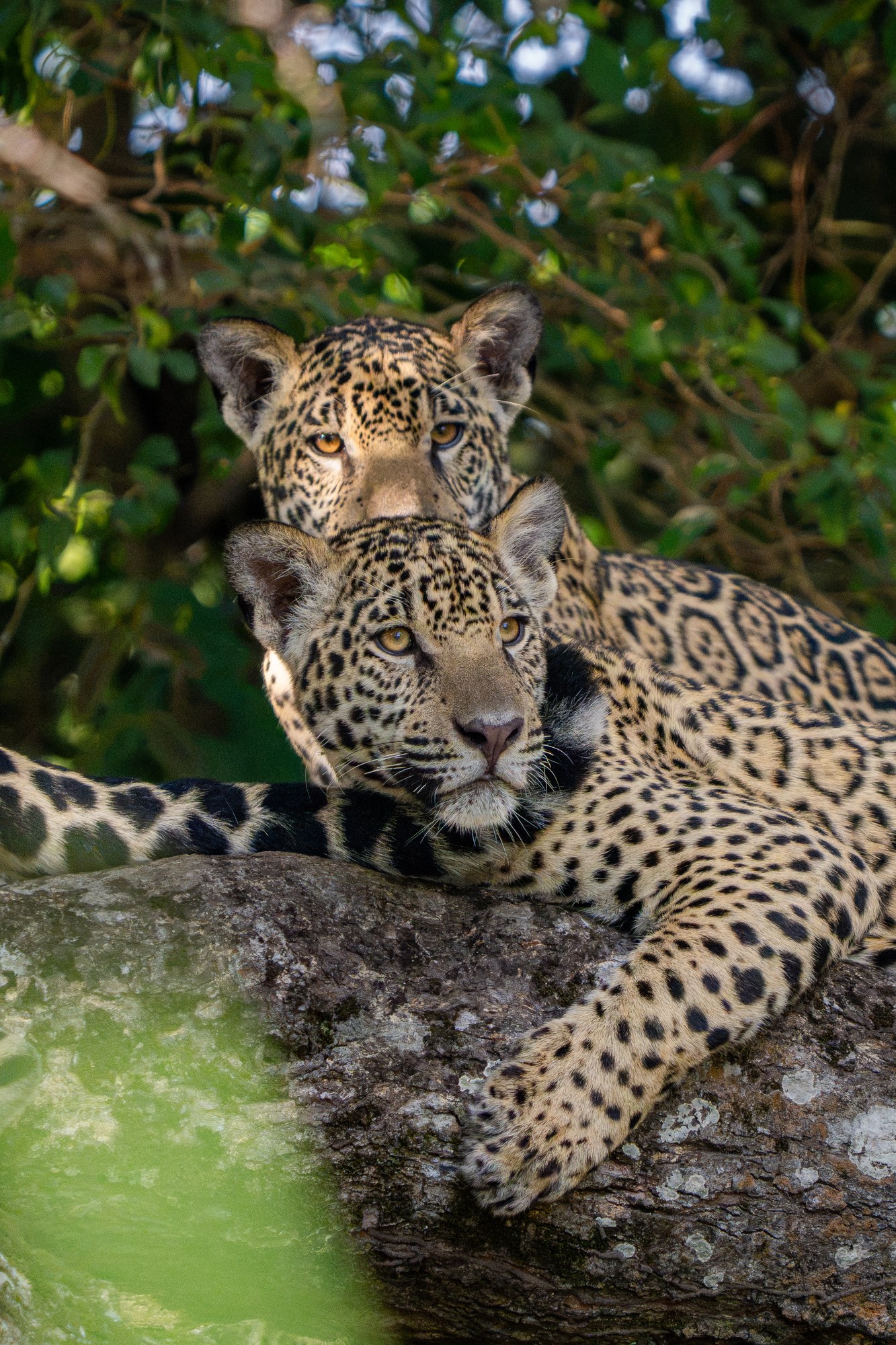 Jaguar Medrosa moving through the tree