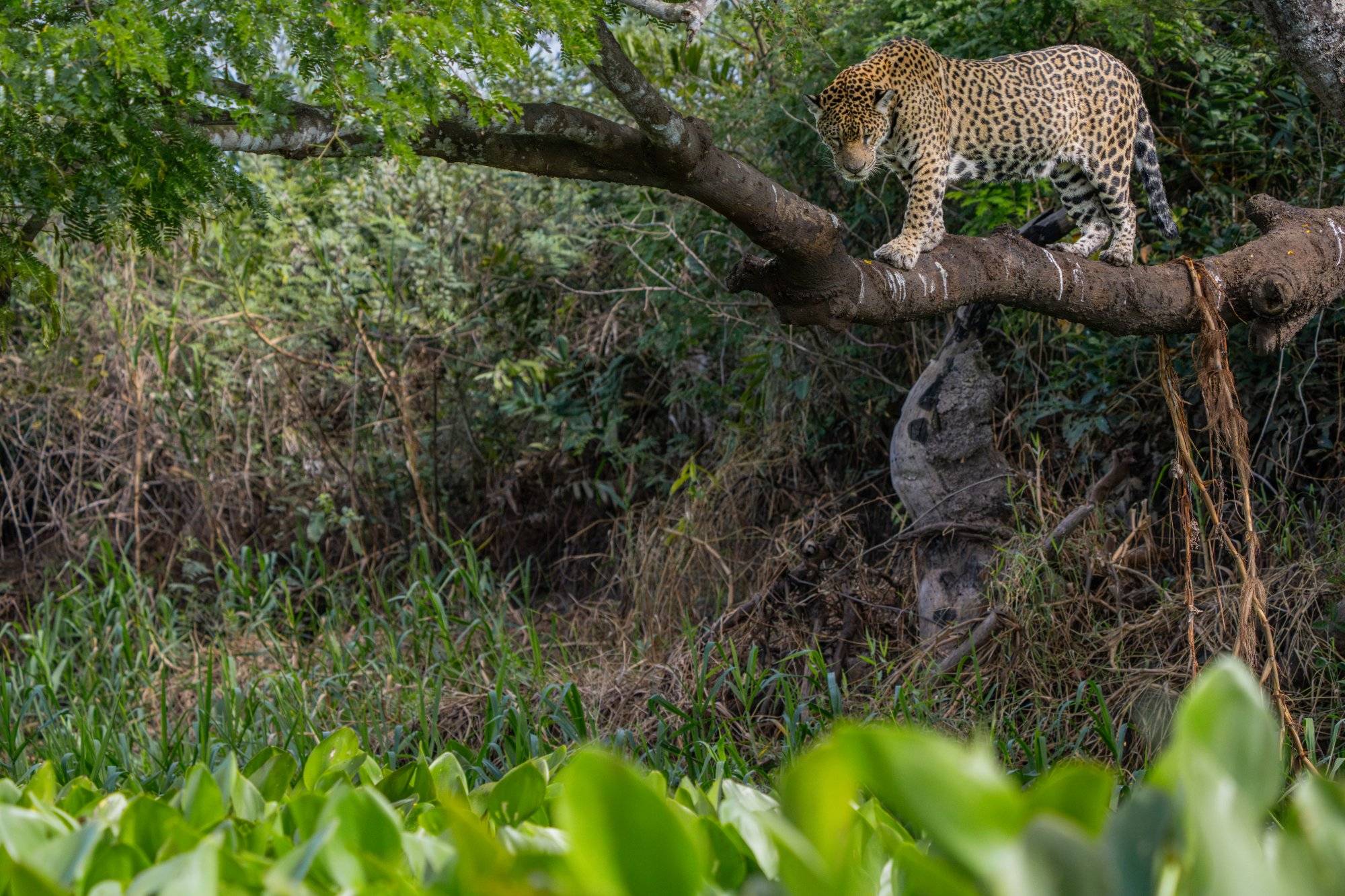 Jaguar Medrosa camouflaged in the tree foliage, looking down before her leap