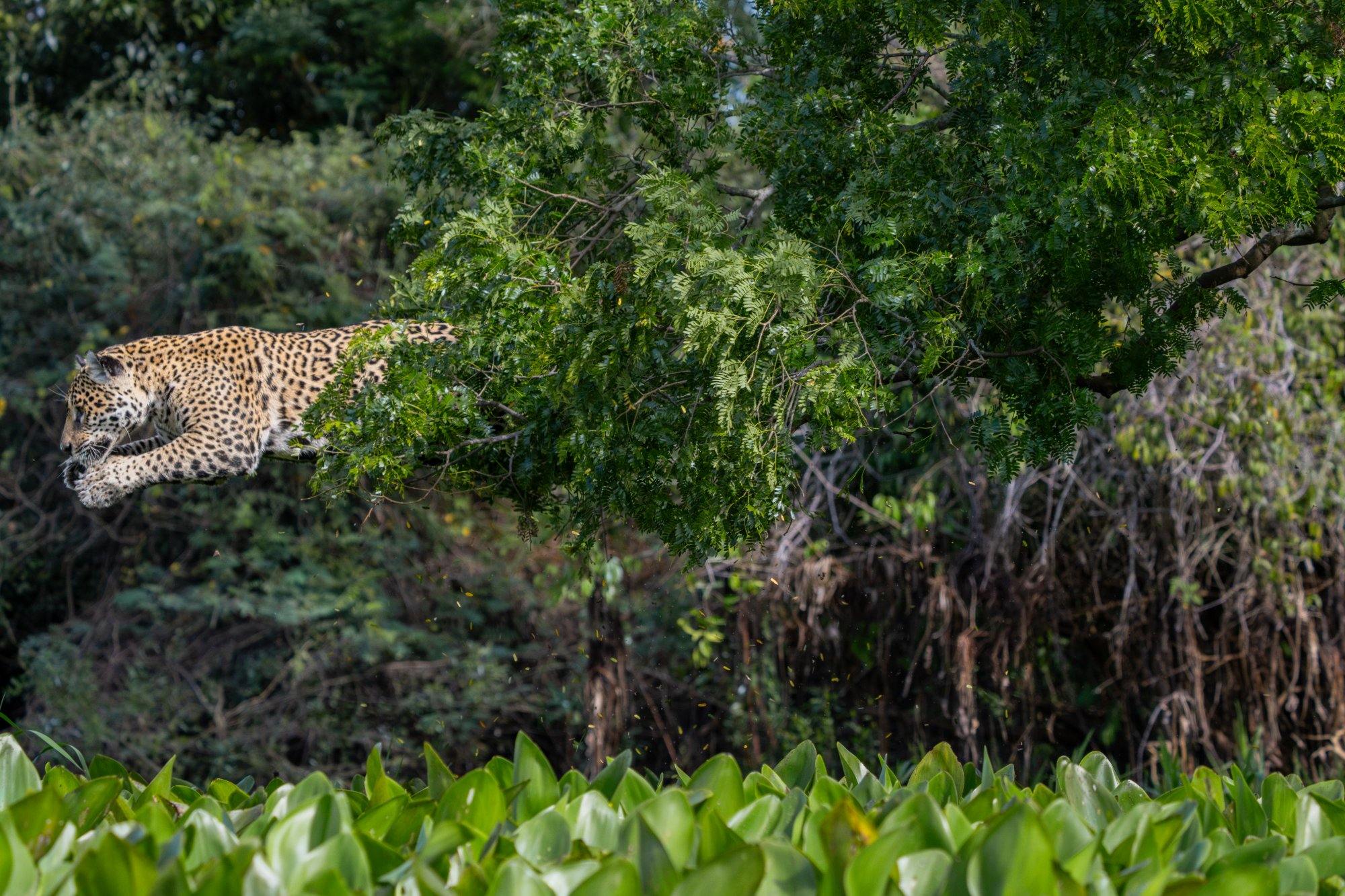 Jaguar leaping from the tree into the water