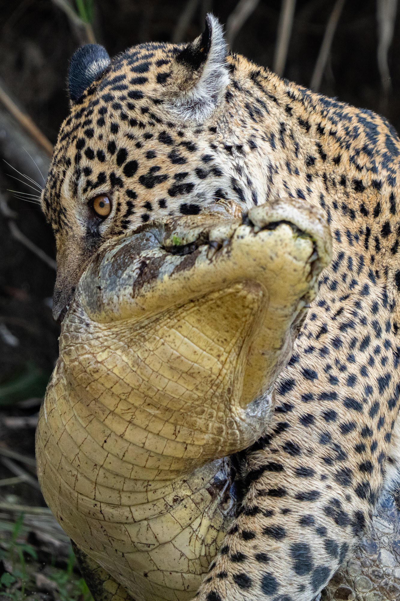 Jaguar Medrosa with a caiman catch