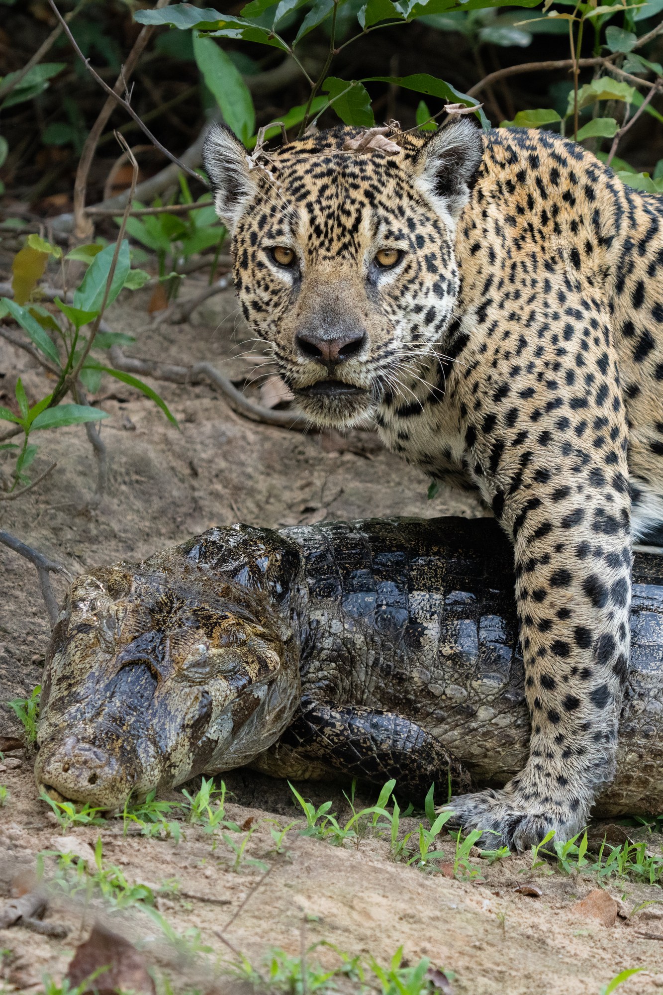 Jaguar Medrosa looking directly at the camera