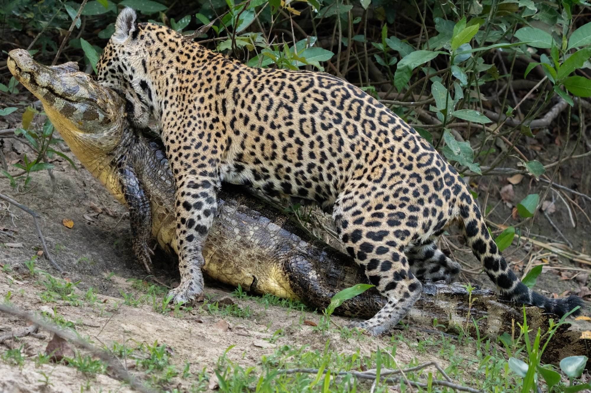 Jaguar dragging a caiman into the forest