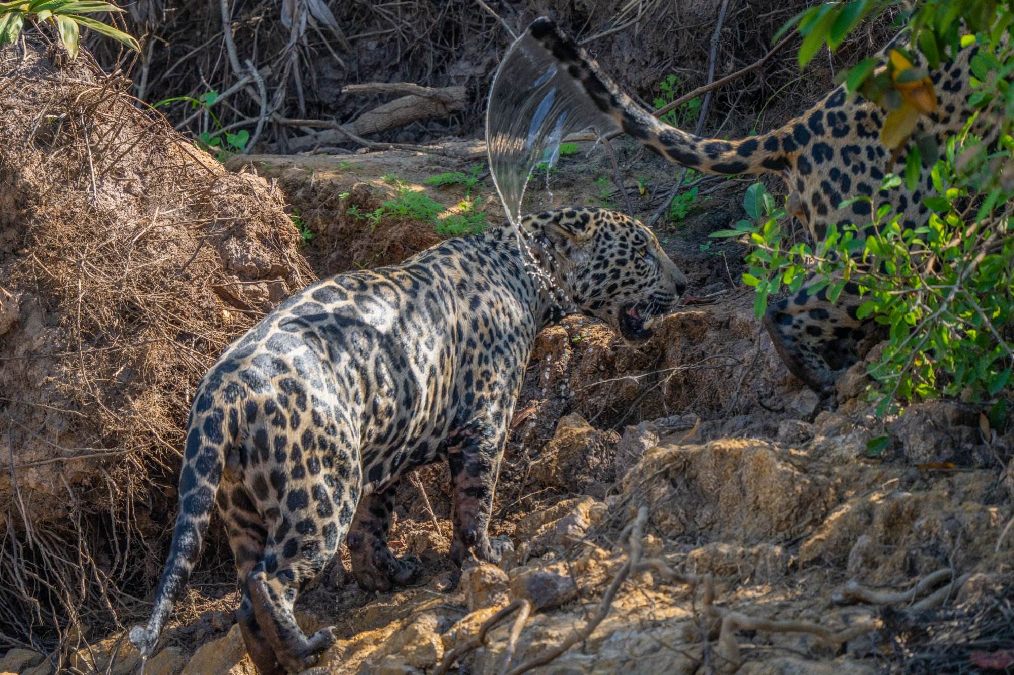 Two jaguars, an uncle and nephew, crossing the river together