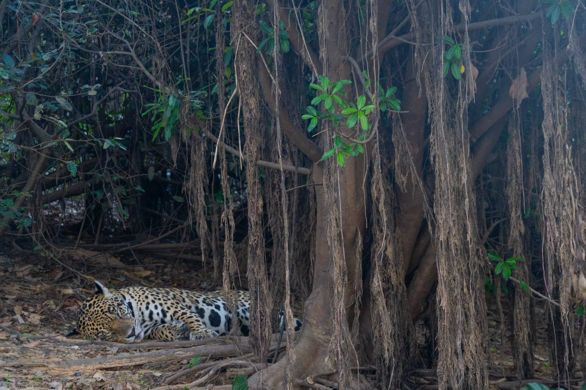 A jaguar napping on a tree branch