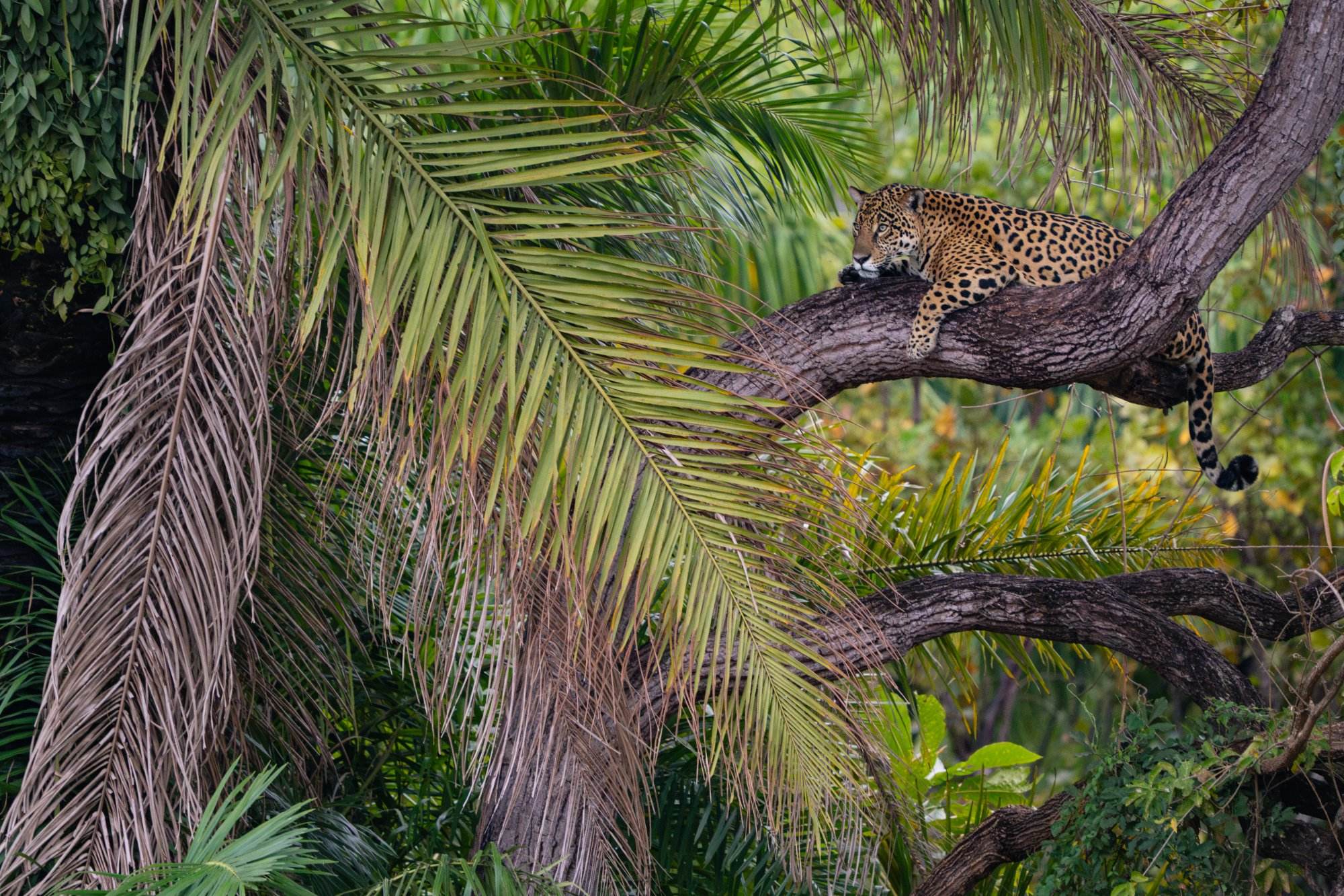 Jaguar resting on a tree branch in the Pantanal