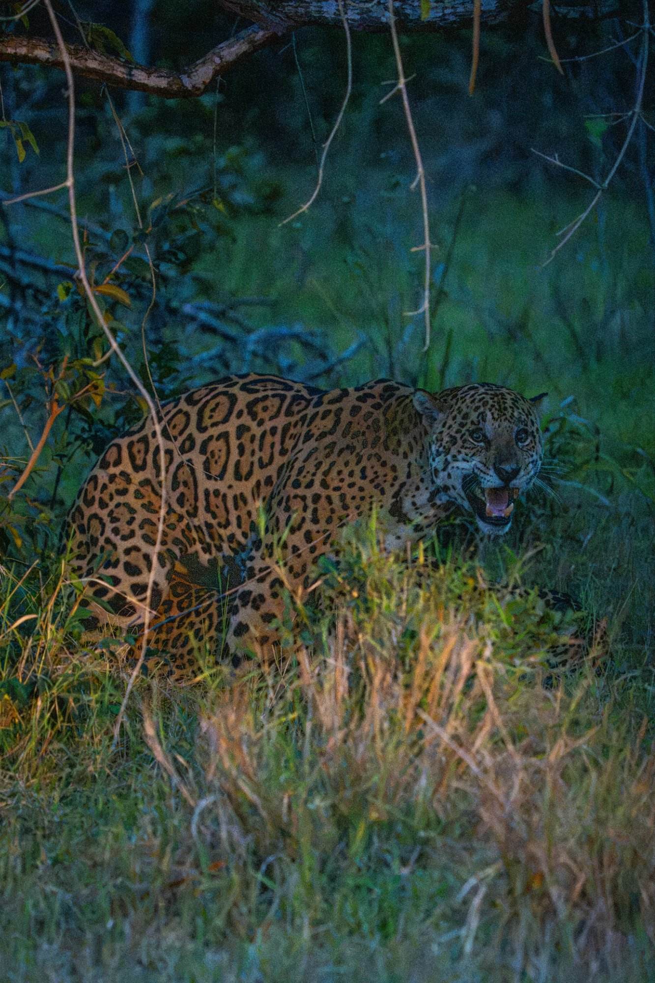 Jaguars together at dusk