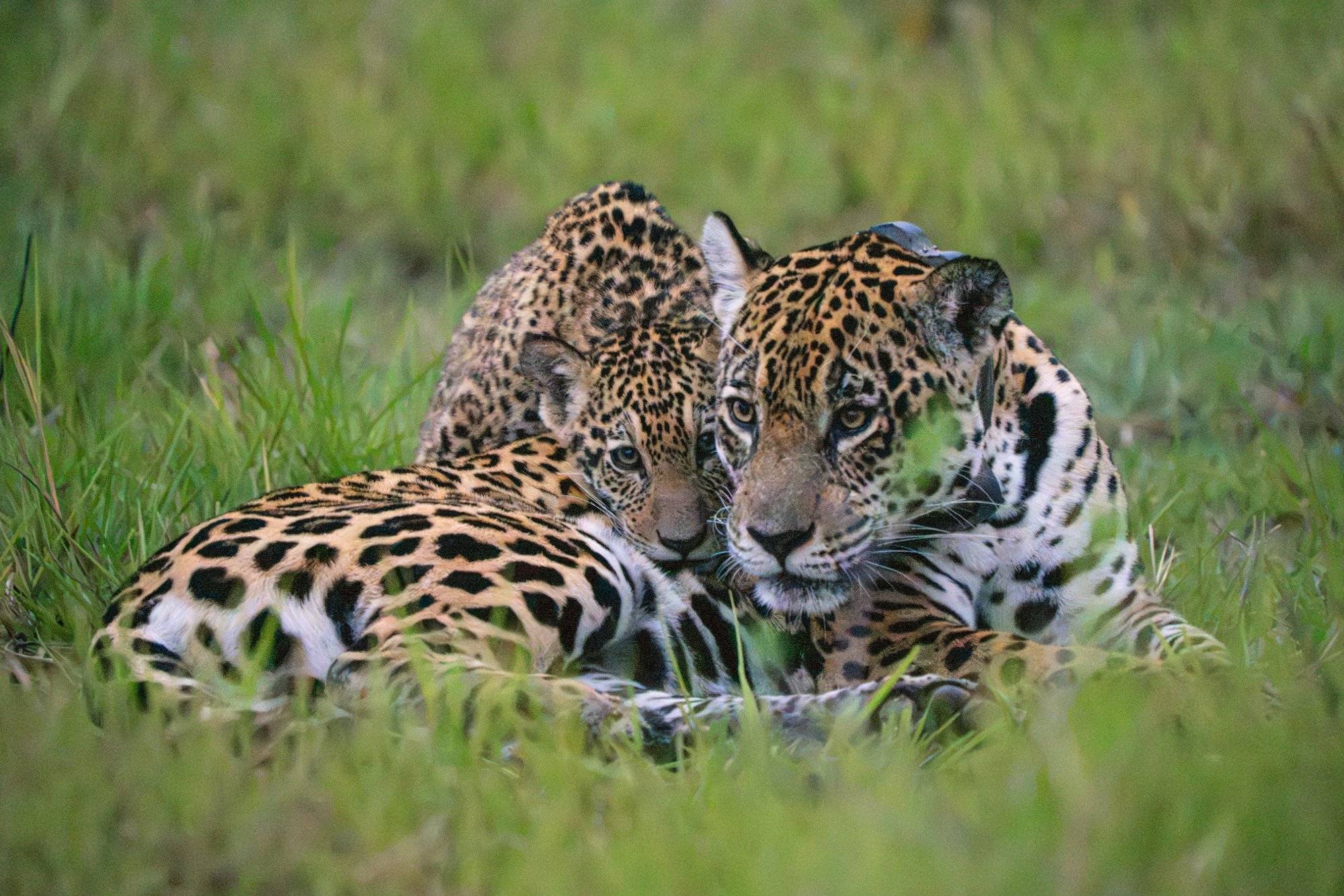 Jaguar in the Pantanal