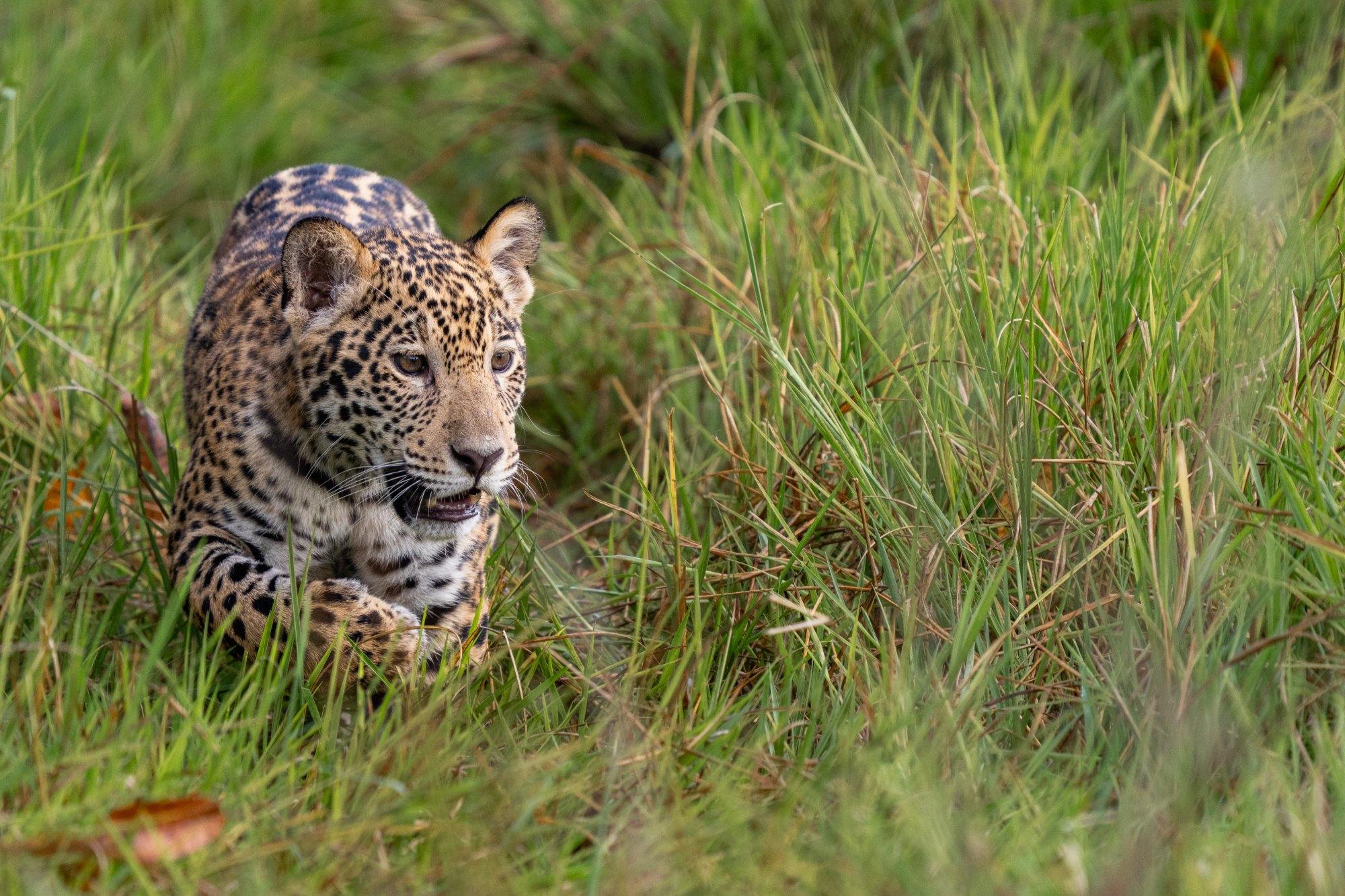 Jaguar in the Pantanal
