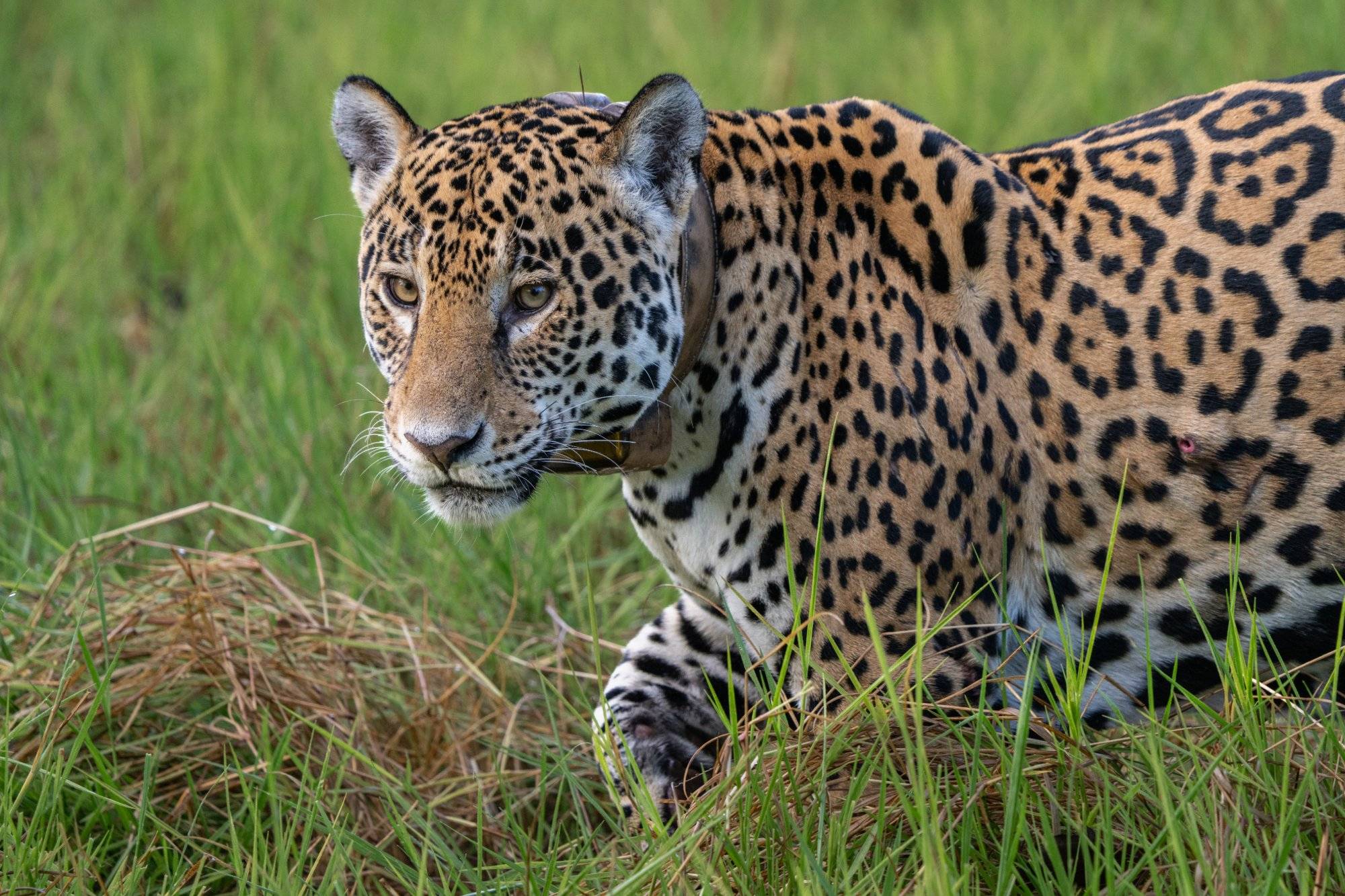 Jaguar in the Pantanal