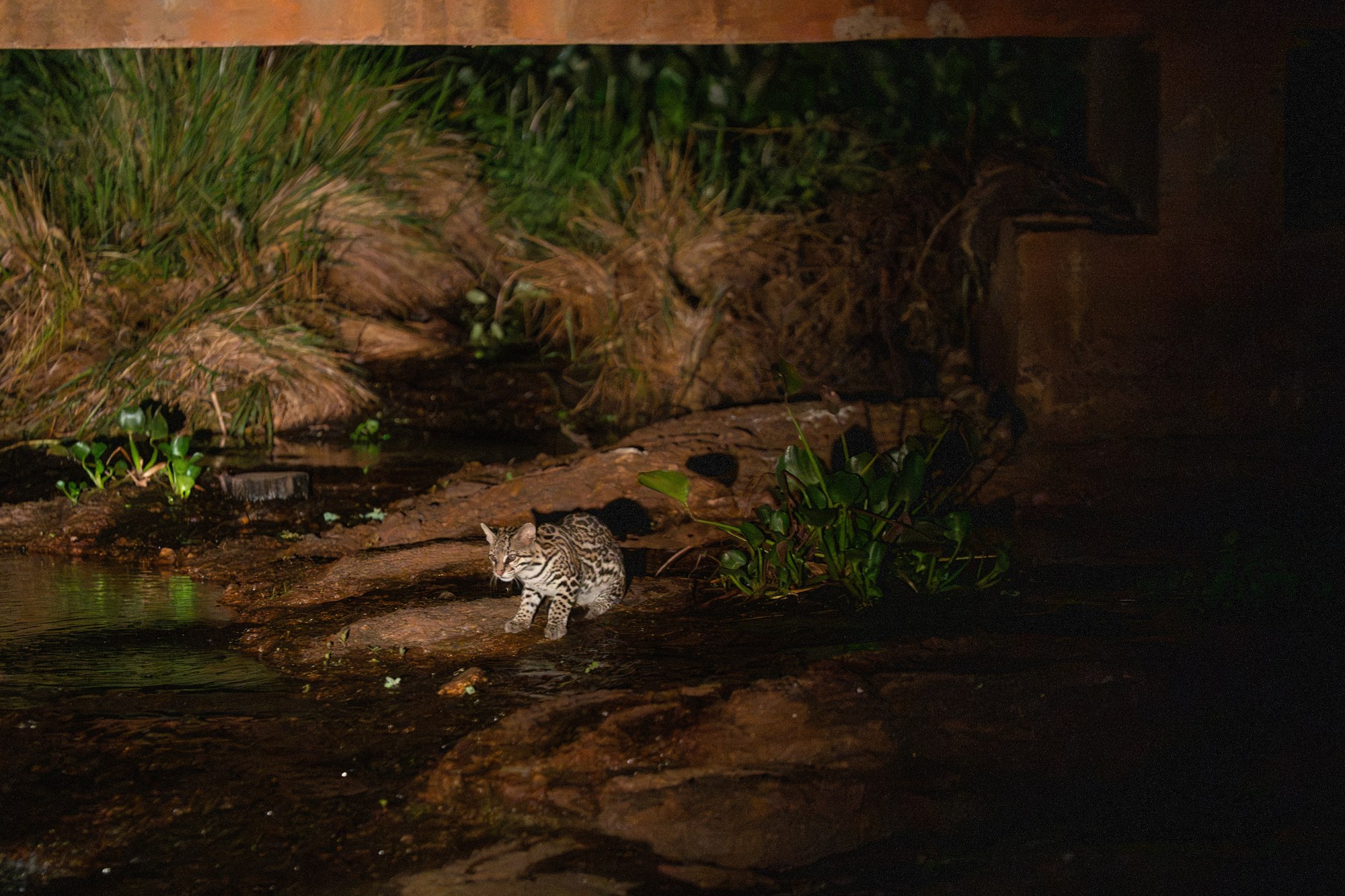 Ocelot near the water at night