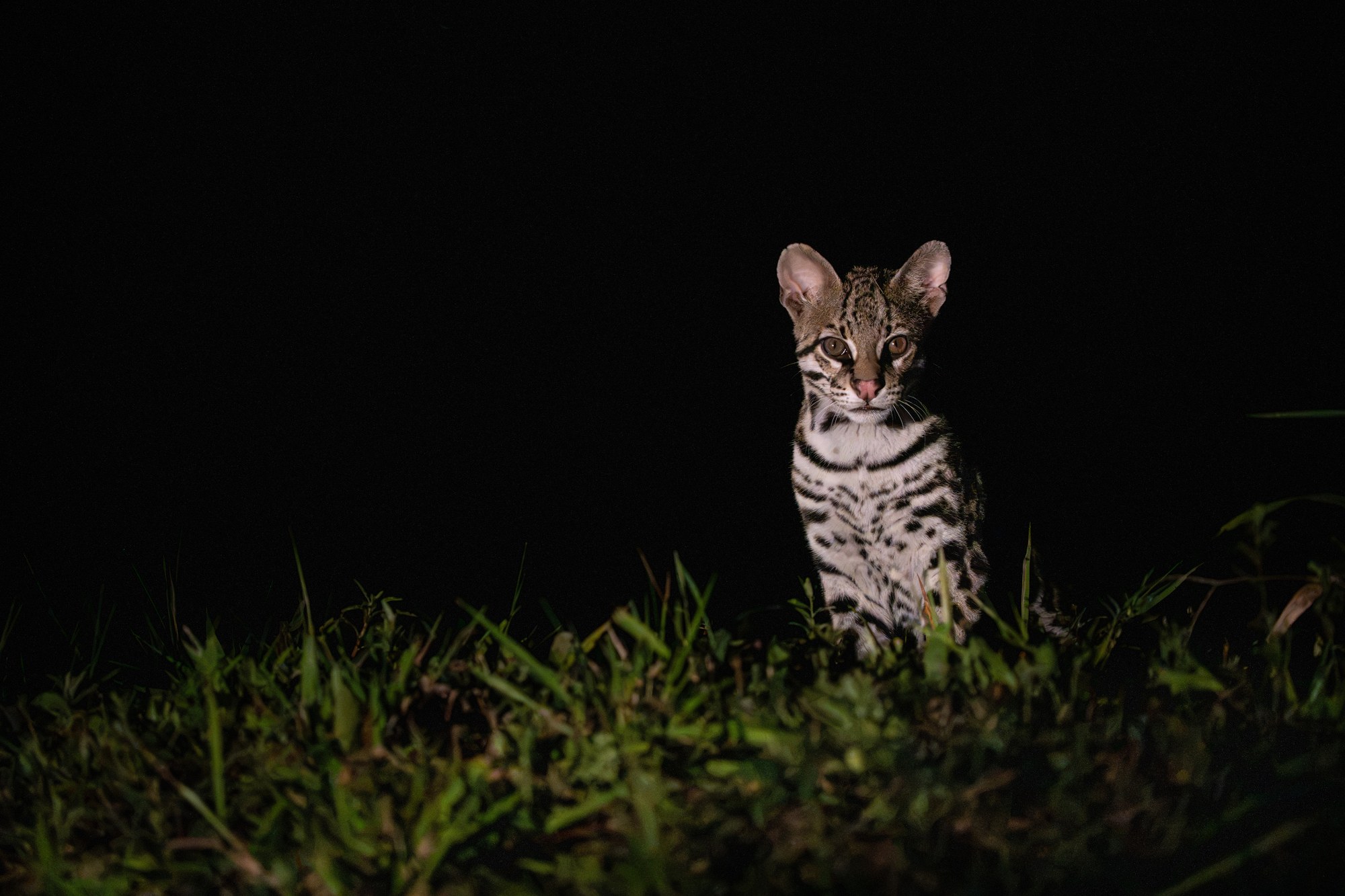 Ocelot near the water at night