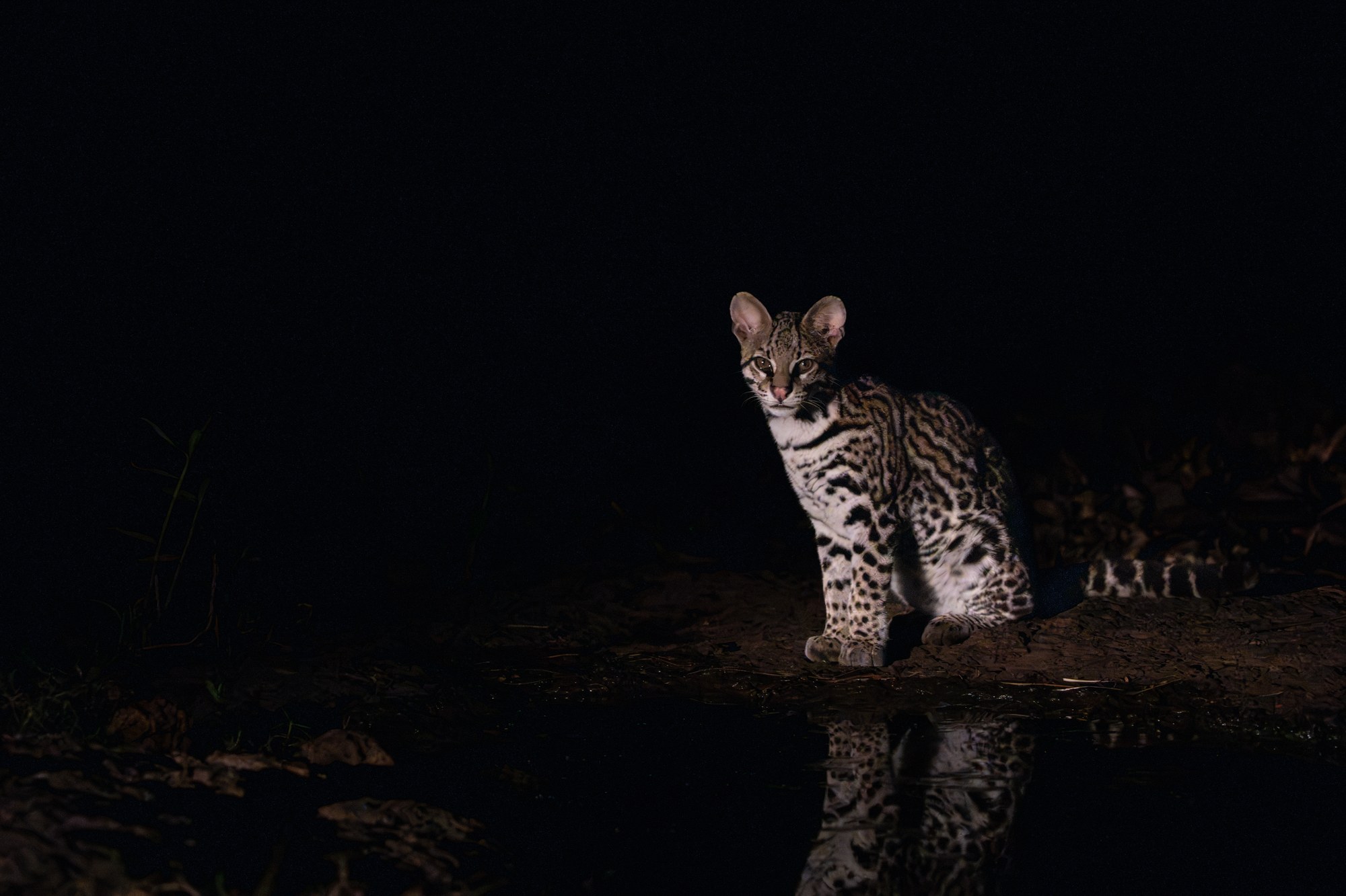 Ocelot near the water at night