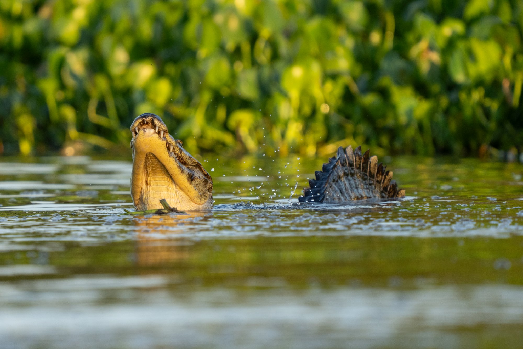 Moment from the Pantanal