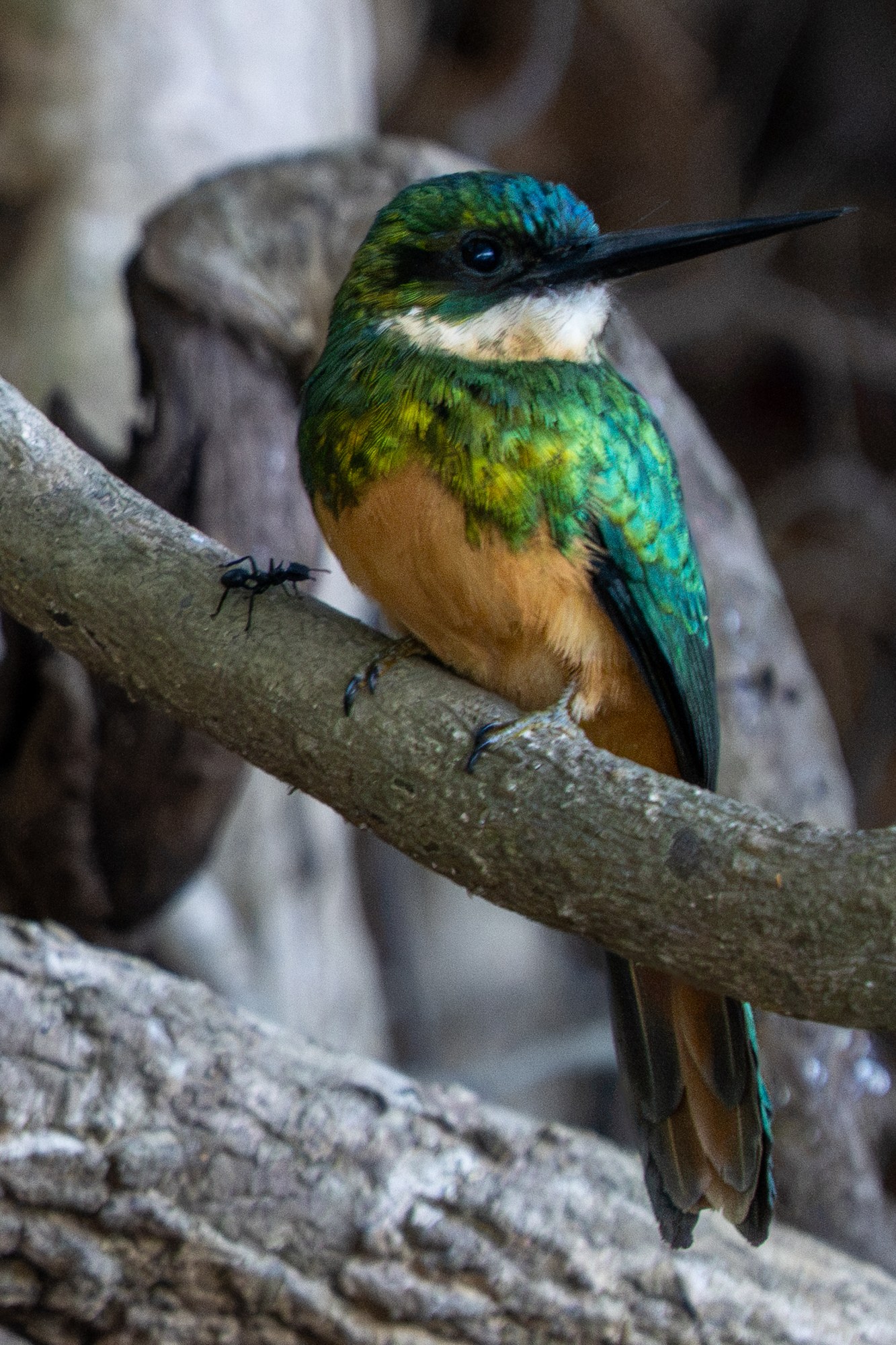 Moment from the Pantanal