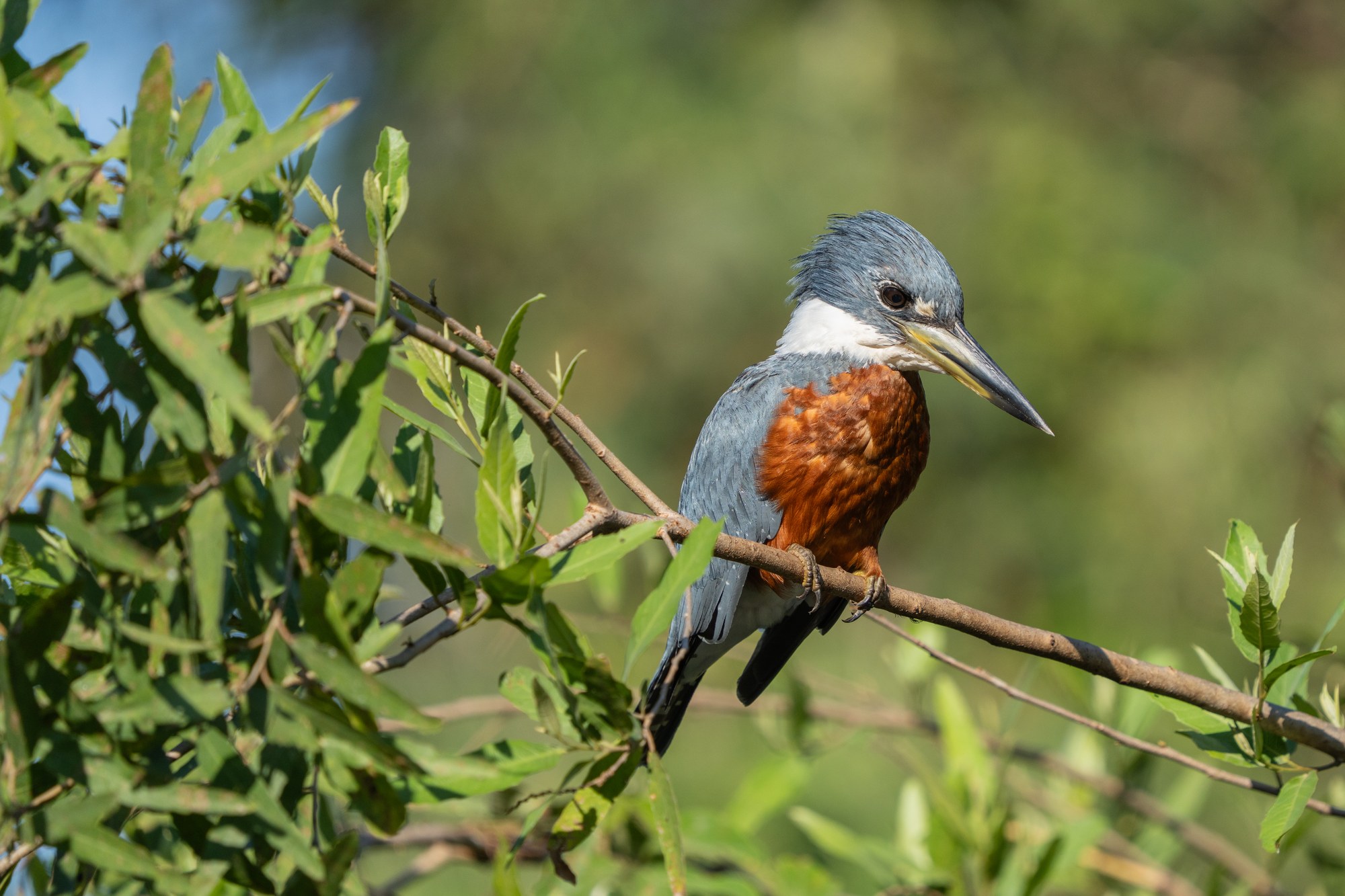 Moment from the Pantanal
