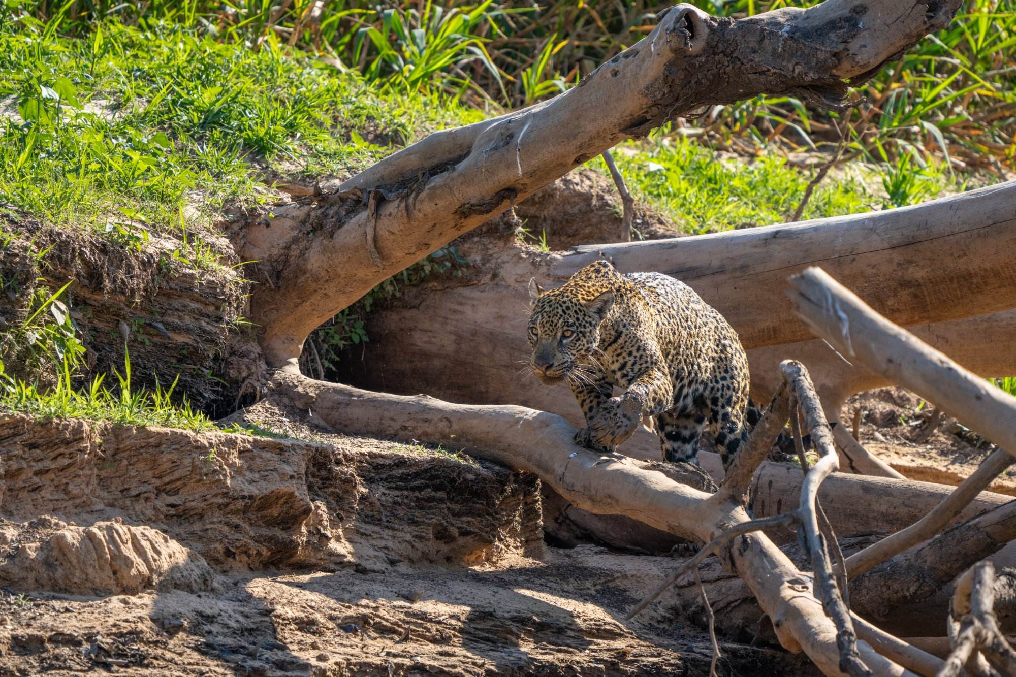 Moment from the Pantanal