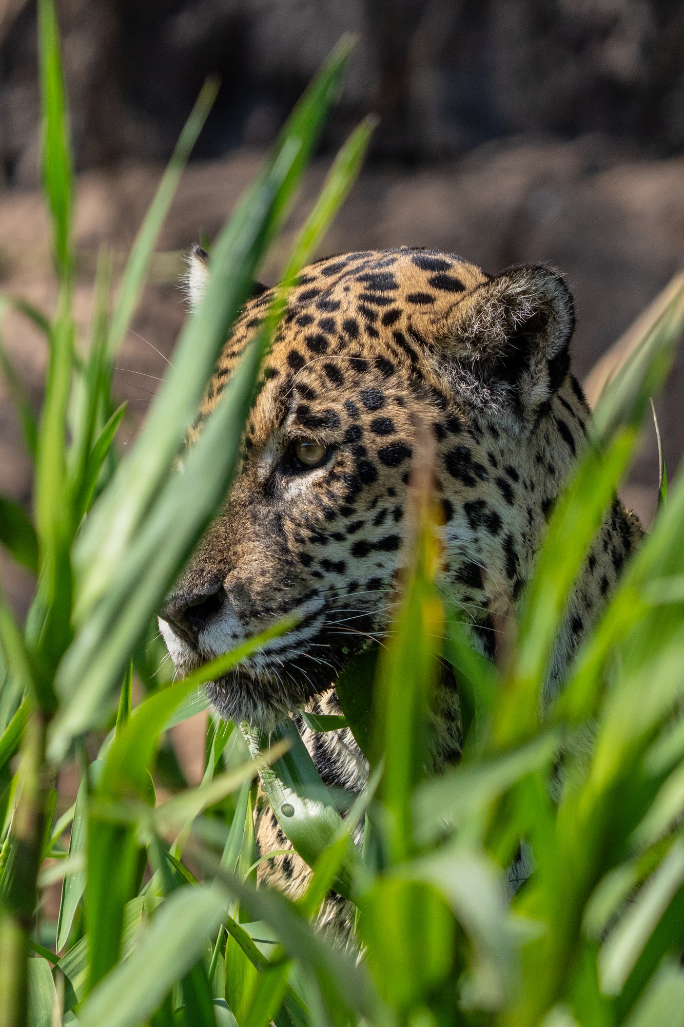 Moment from the Pantanal