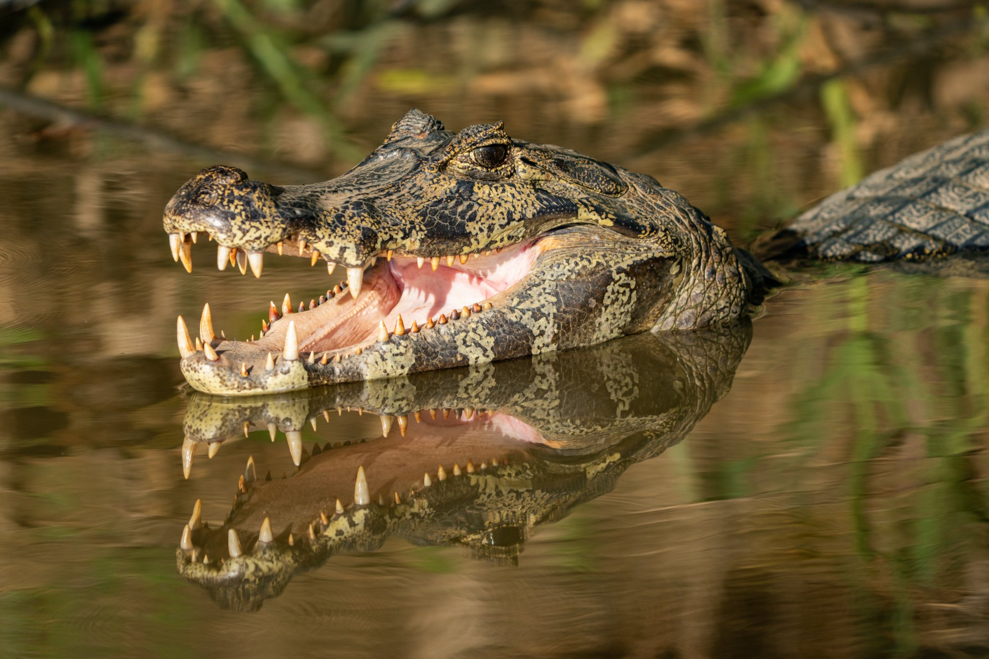 Moment from the Pantanal