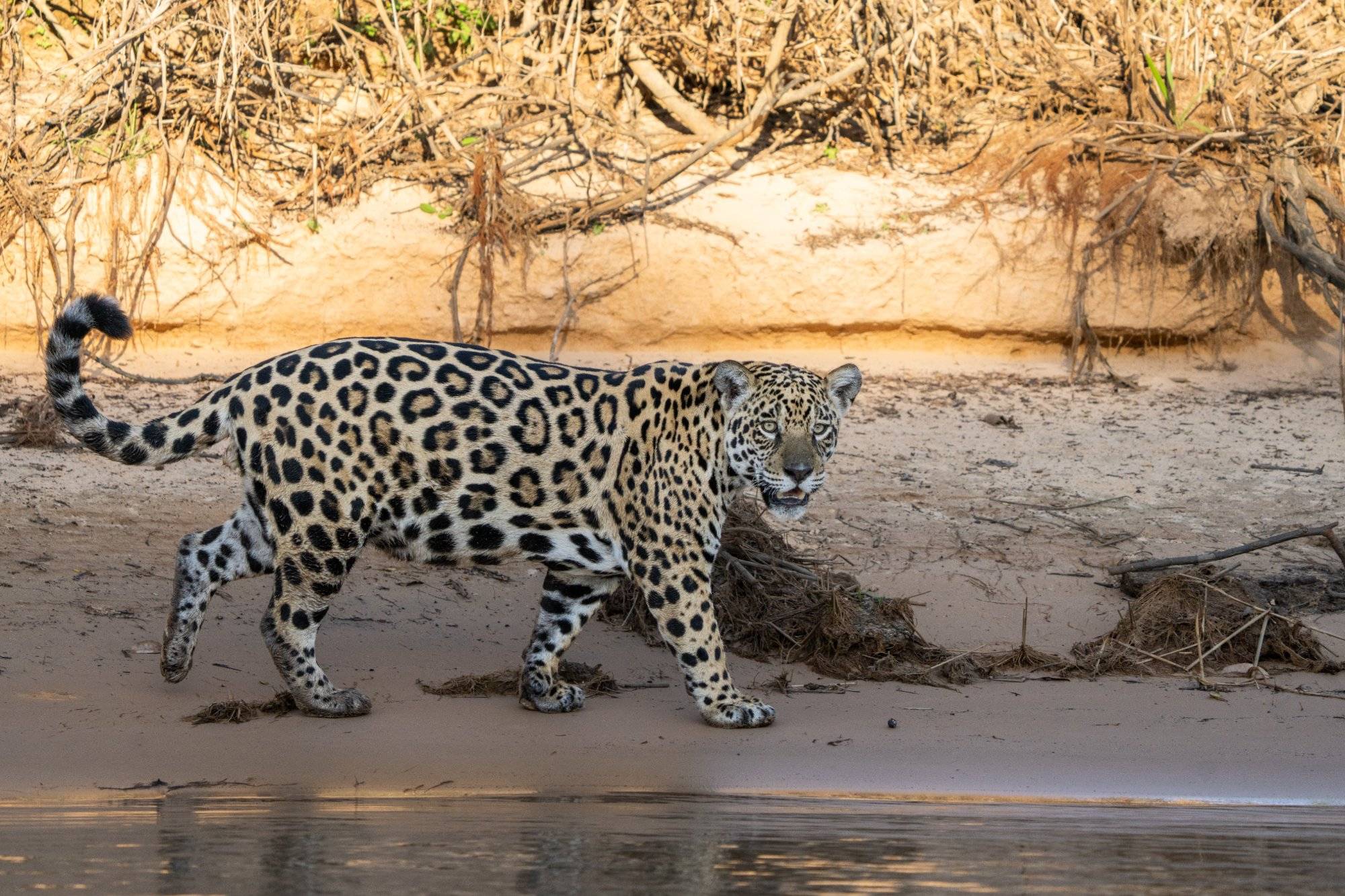 Moment from the Pantanal