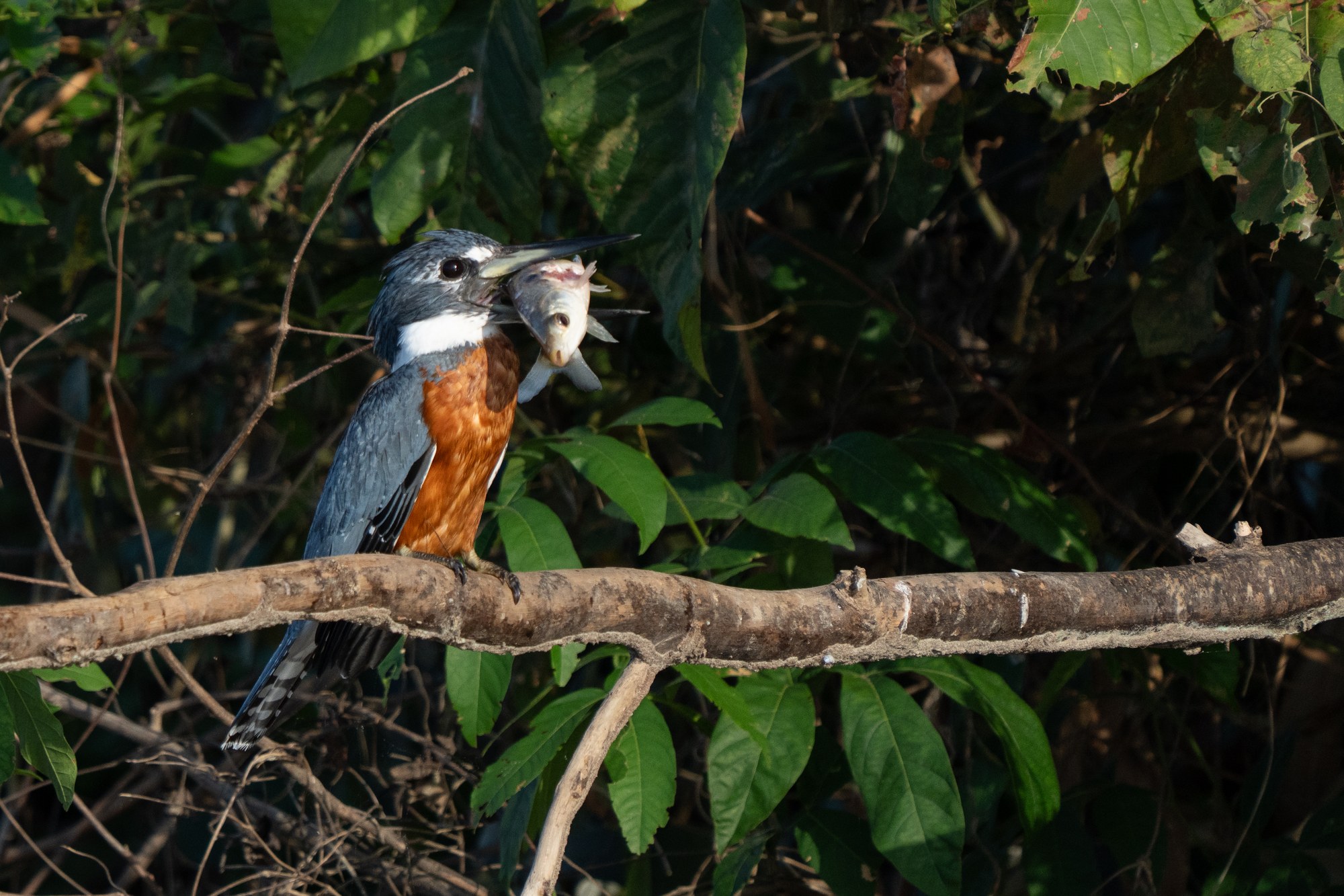 Moment from the Pantanal
