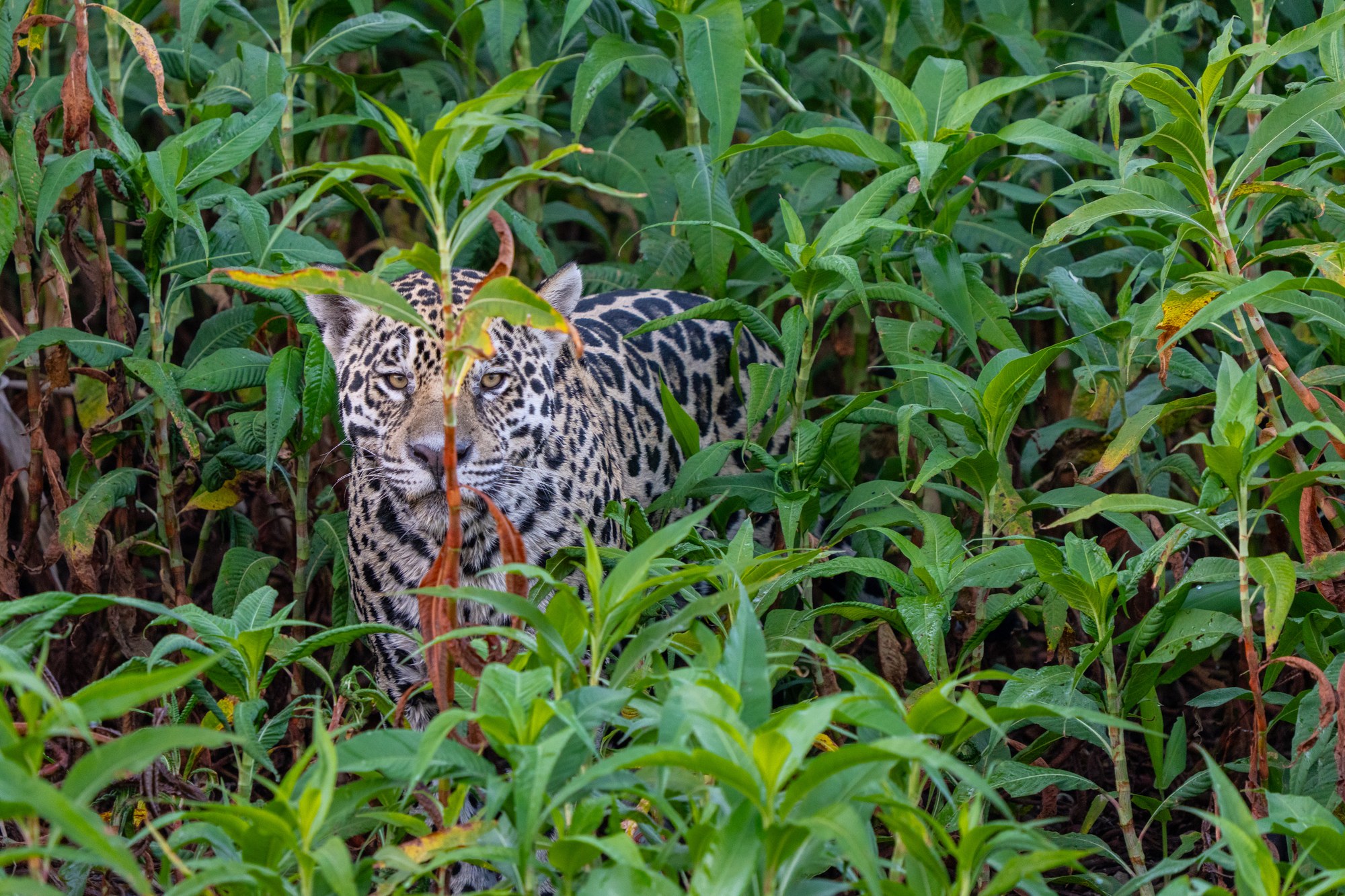 Moment from the Pantanal