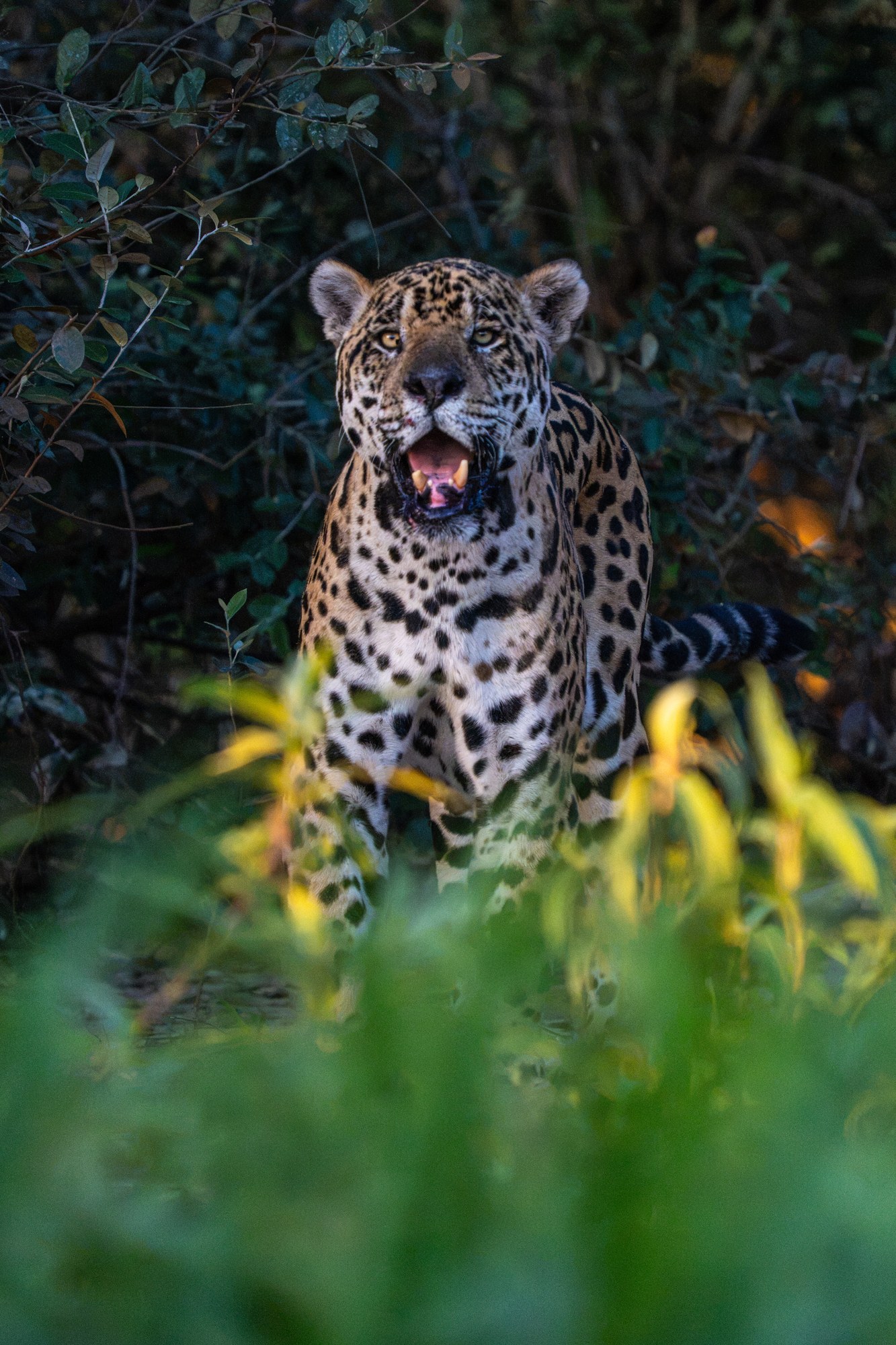 A jaguar clinging to the bark of a large tree
