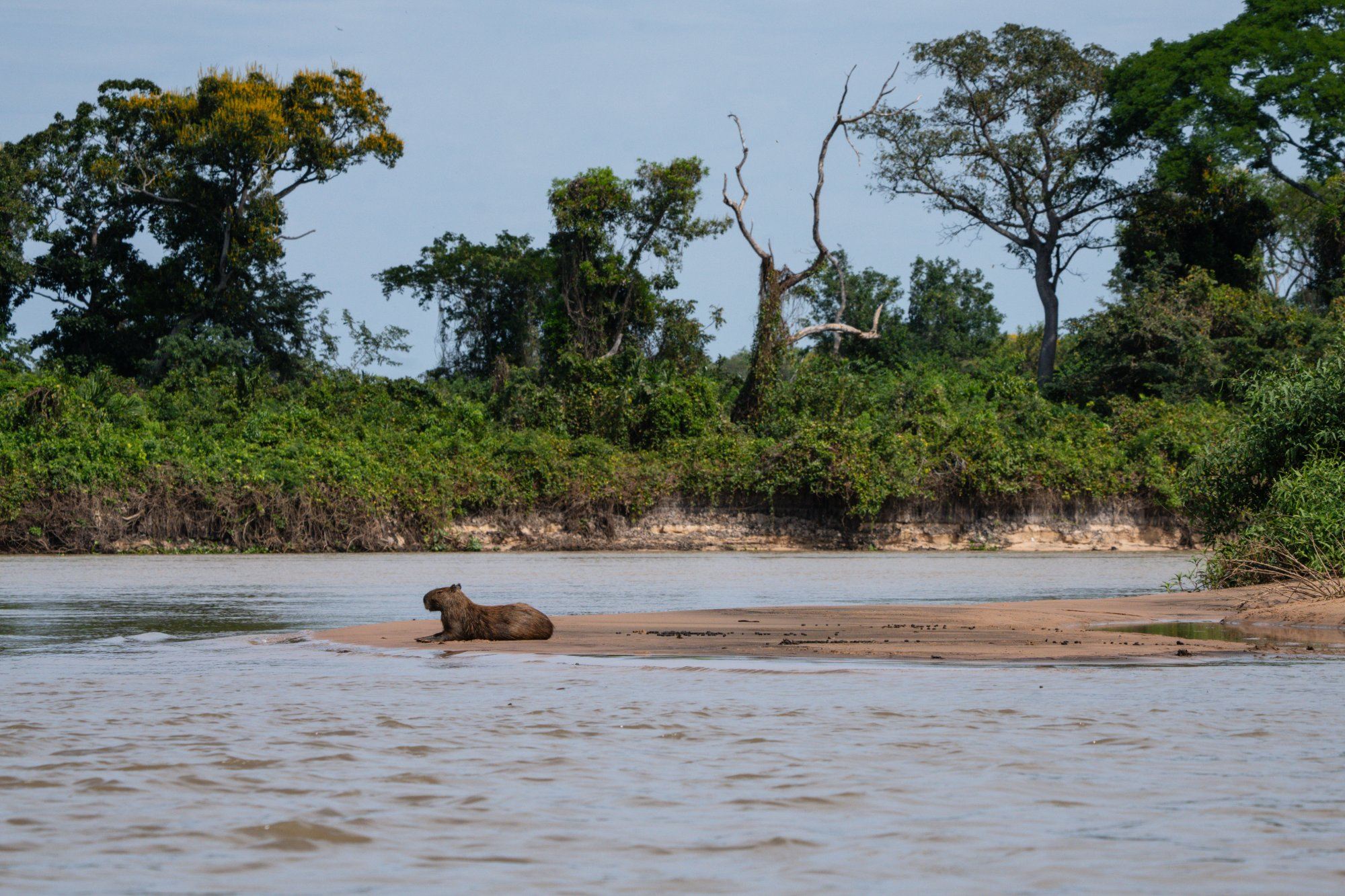 Moment from the Pantanal