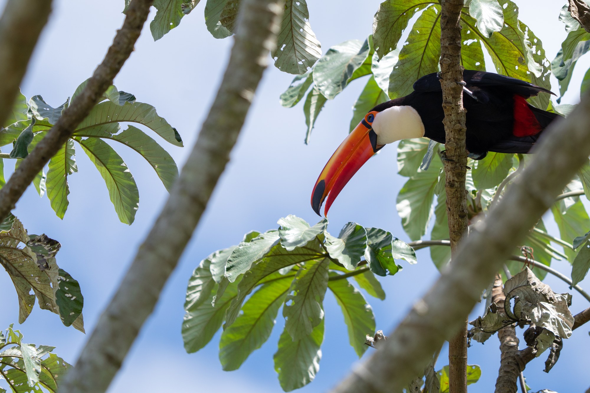 Moment from the Pantanal