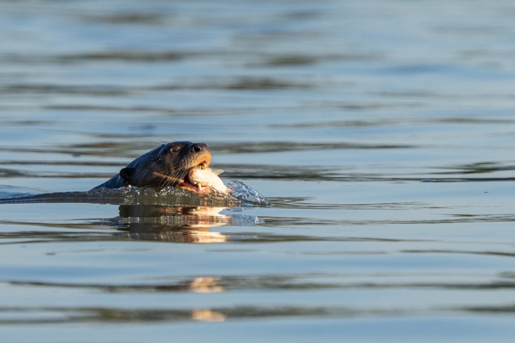 Moment from the Pantanal