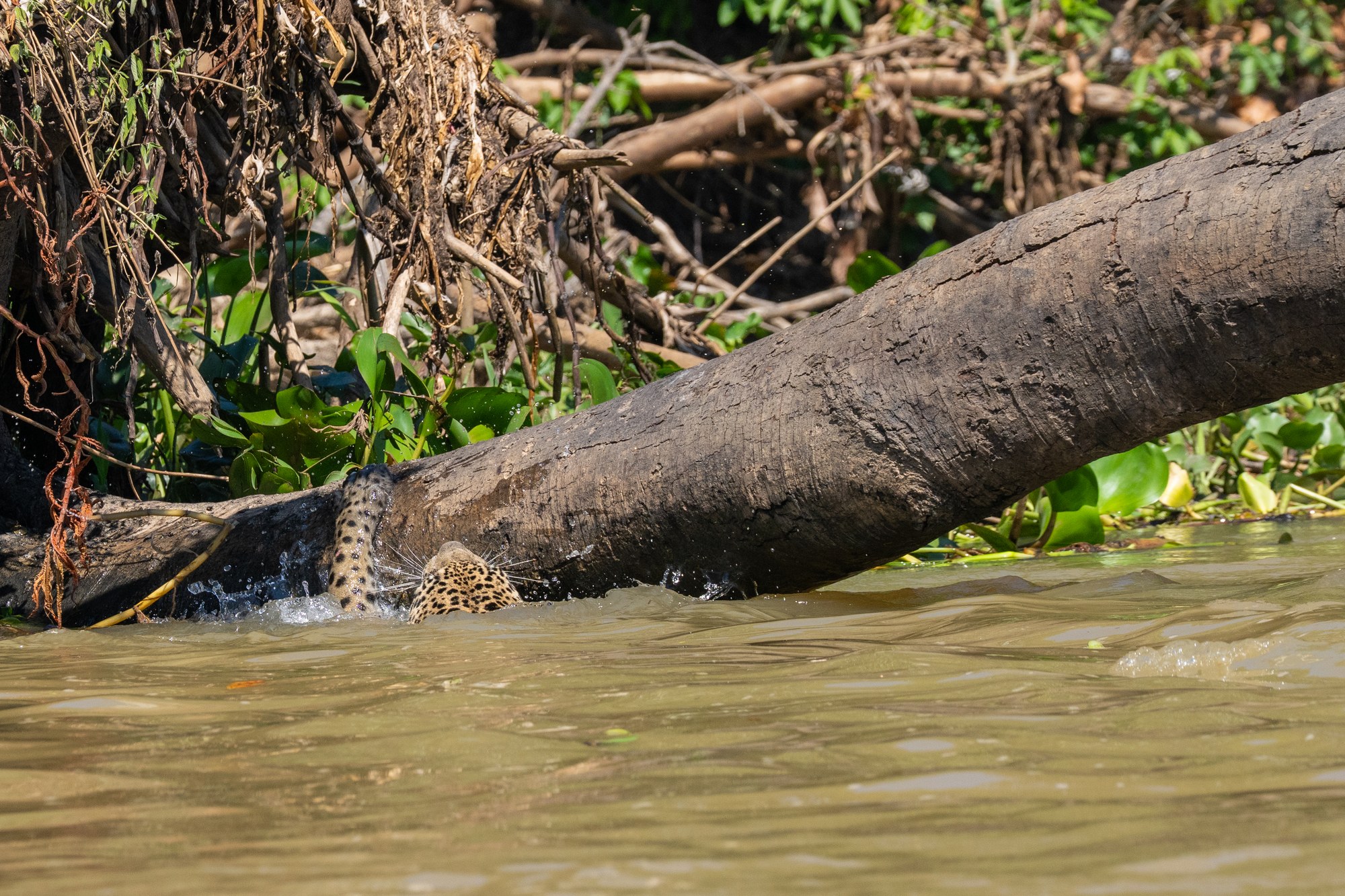 Moment from the Pantanal