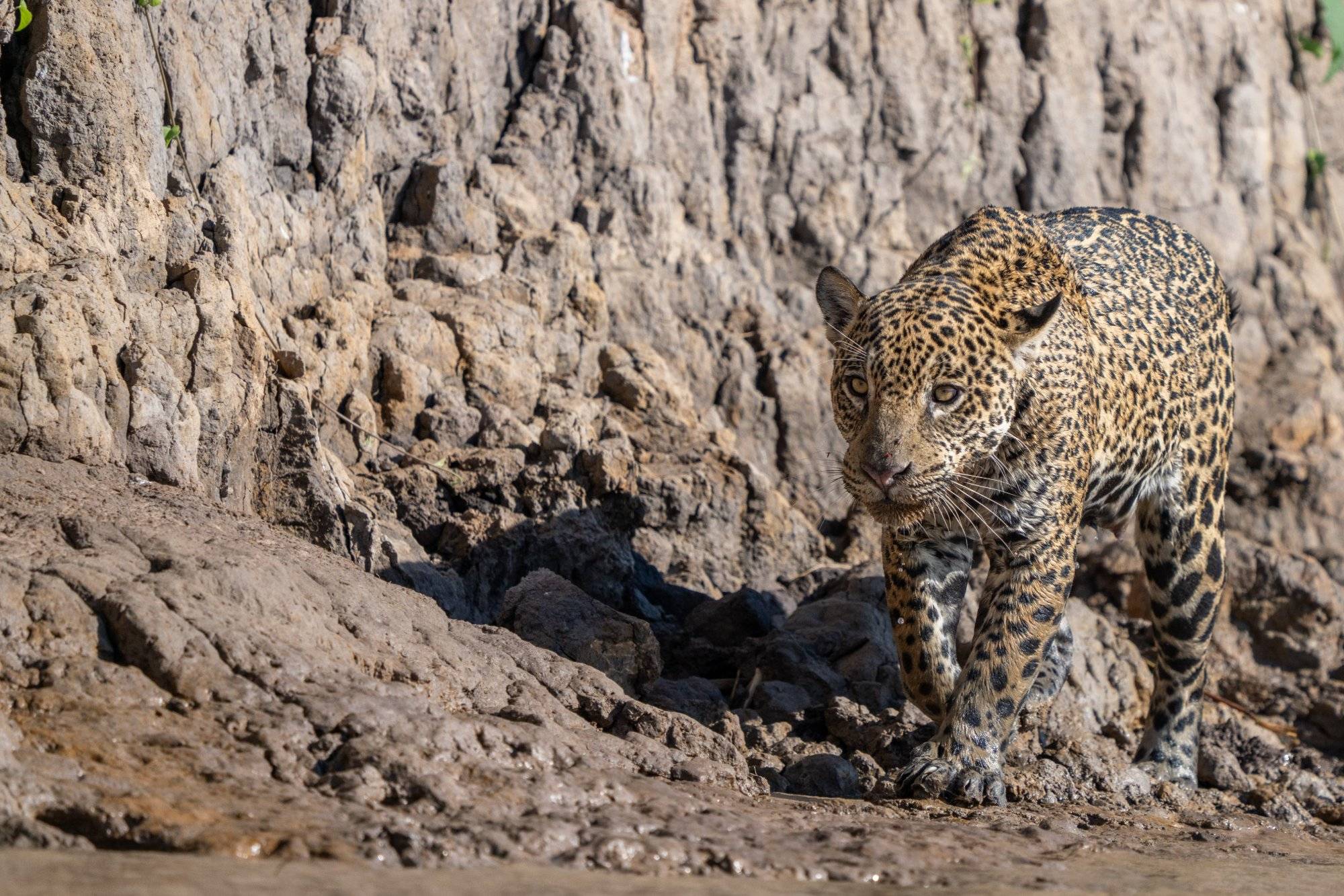 Moment from the Pantanal
