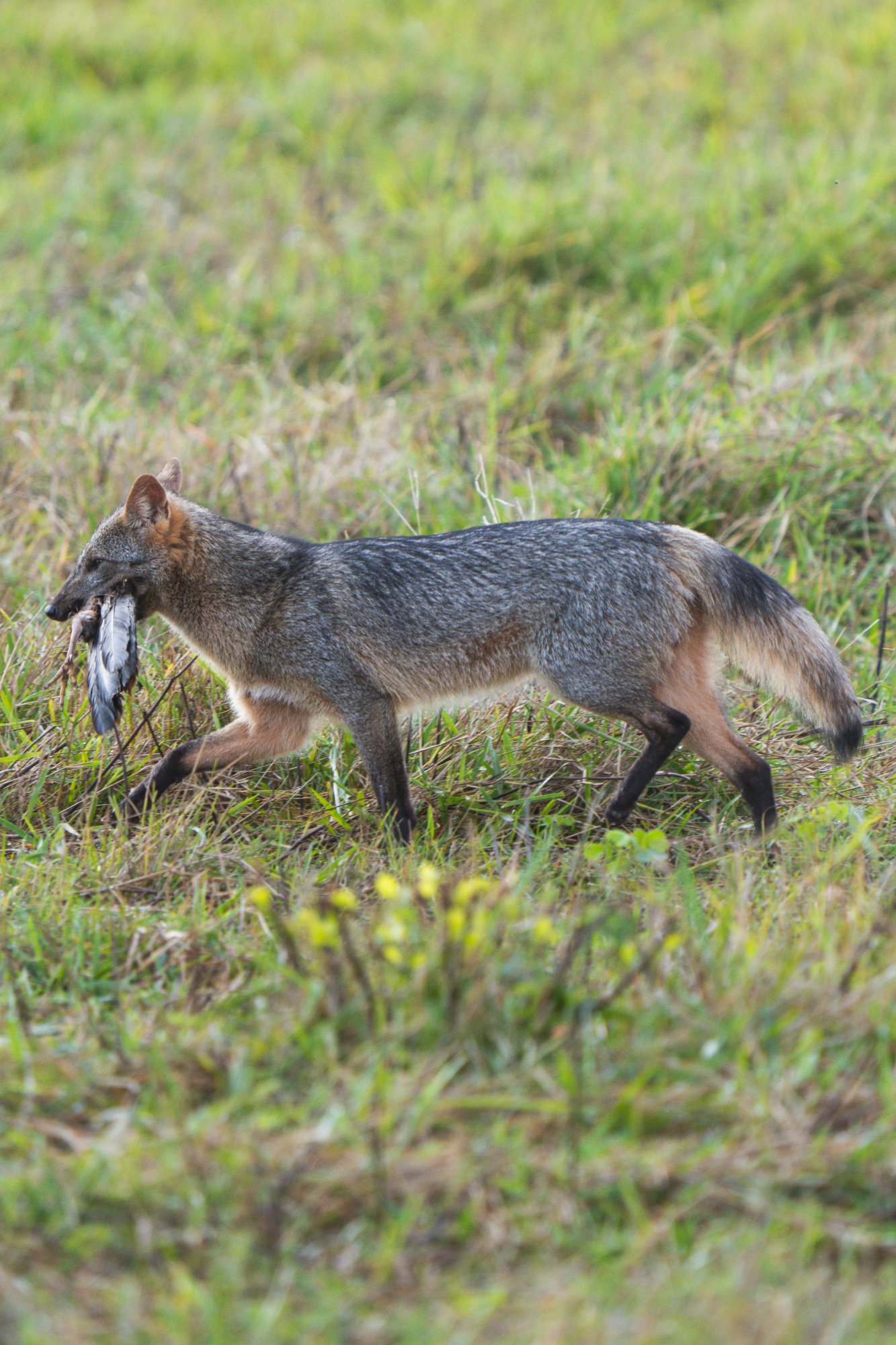 Moment from the Pantanal