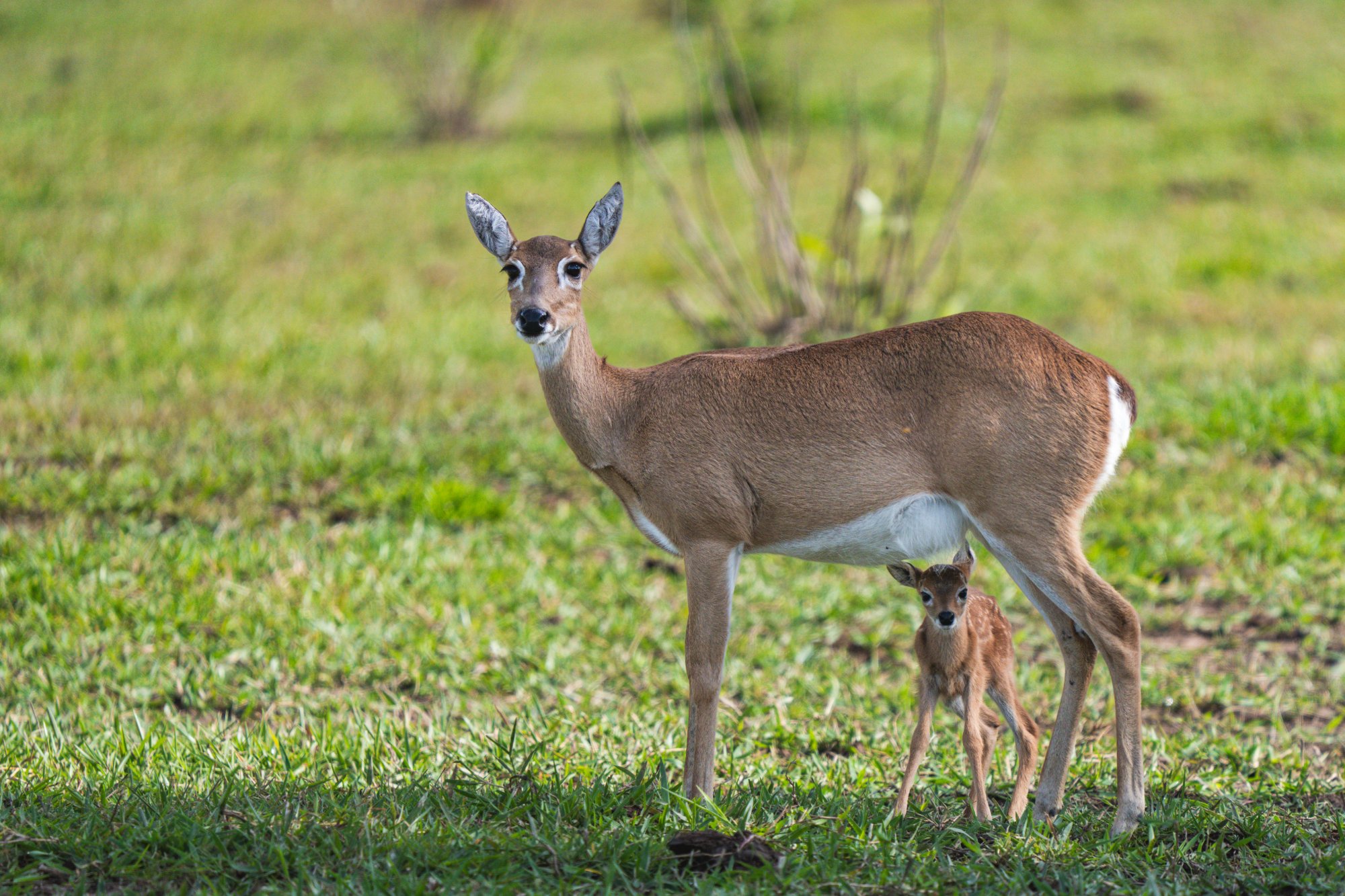 Moment from the Pantanal