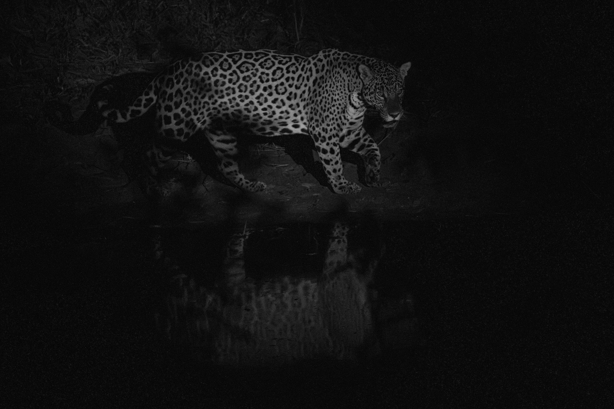 Jaguar prowling in low light
