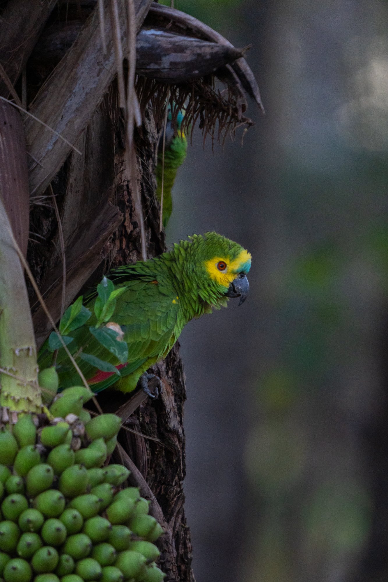 Moment from the Pantanal