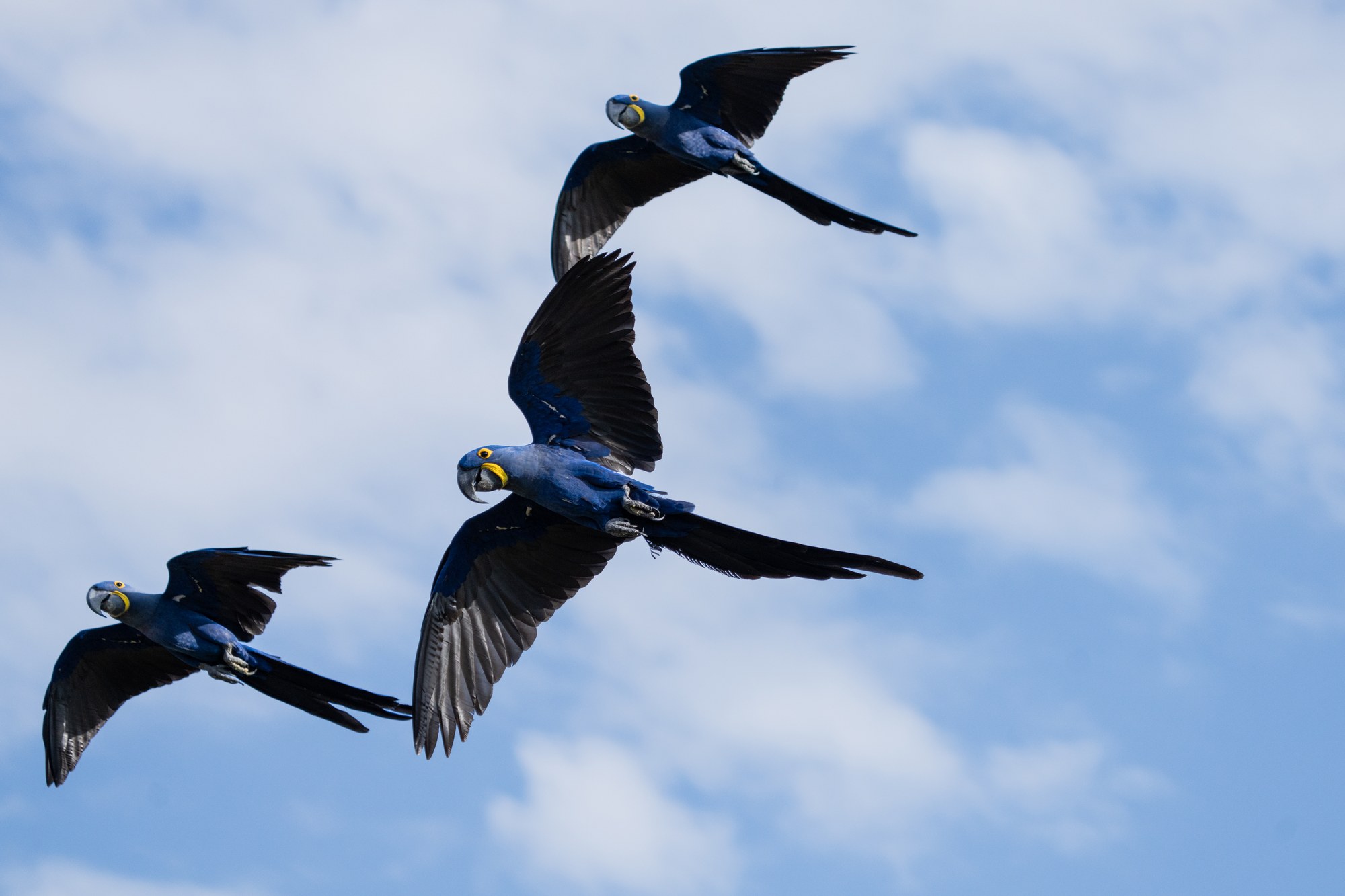 Moment from the Pantanal